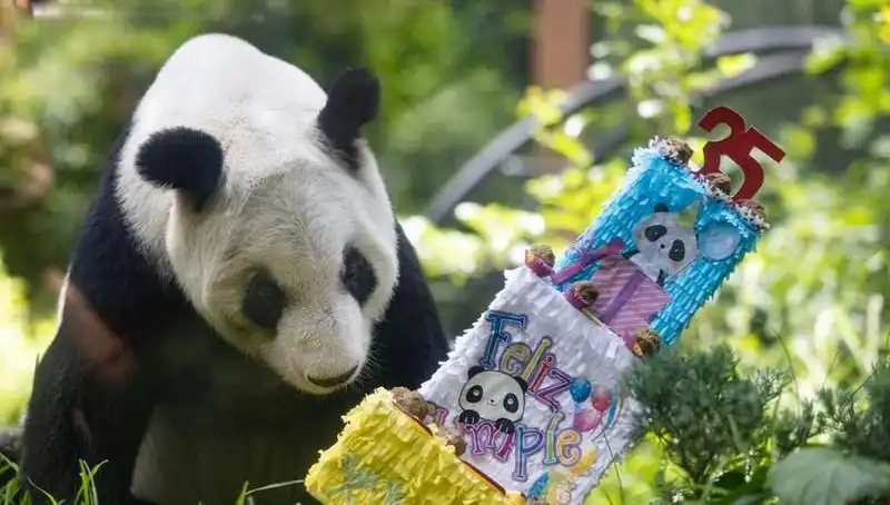 Dev Panda Xin Xin, 35. Yaşında Sıra Dışı Kutlama ile Anıldı