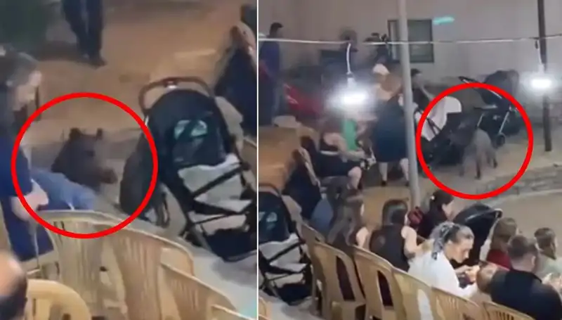 Düğün Töreninde Şaşkınlık: Yaban Domuzu Büyüleyici Anları İşgal Etti!