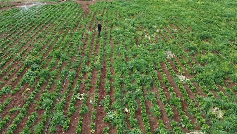 Kuraklık Marul Hasadını Vurdu: Çiftçiler Zor Durumda