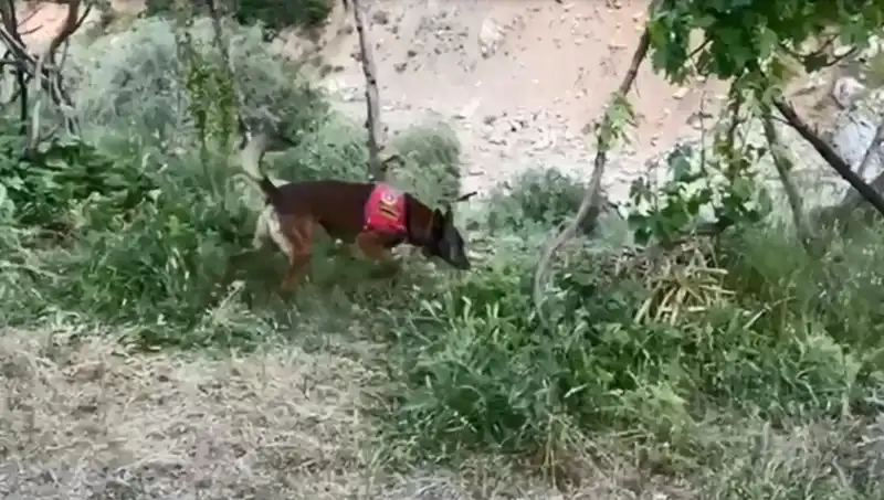 Gizli Esrarı Bulmak İçin Kullanılan Dedektör Köpeğin Başarısı