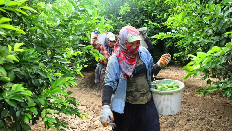 Markette Patates Fiyatları Şok Edici Yükselişte: Düşüş İçin Umut Var!