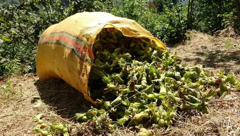 Giresun'da Fındık Hasadı Heyecanı: Tarımın Kalbindeki İlk Günler