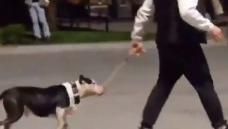 Ağızlıksız Pitbull Kavgası: Sahibine Devlet Ceza Kesti!
