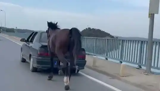 Adana’da At Eziyetine Uğrayan Kişi Tutuklandı: Hayvan Hakları İhlali Mi?