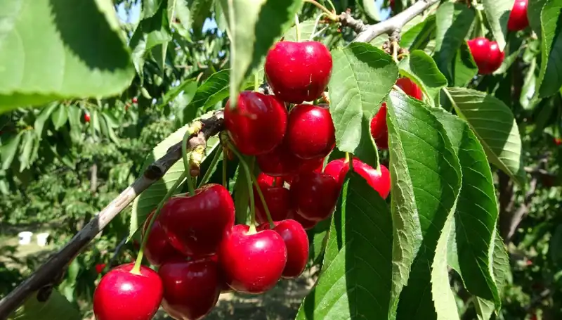 Çay Bardağına Sığmayan Hasat: Çay Üretiminde Yeni Rekorlar mı Geliyor?