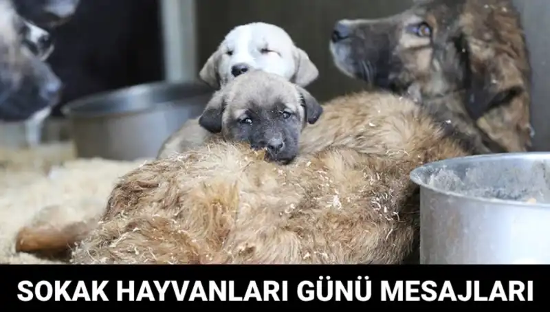 Dünya Sokak Hayvanları Günü 2023: Hayvanlara Dikkat Çekmek İçin Neden Önemli?