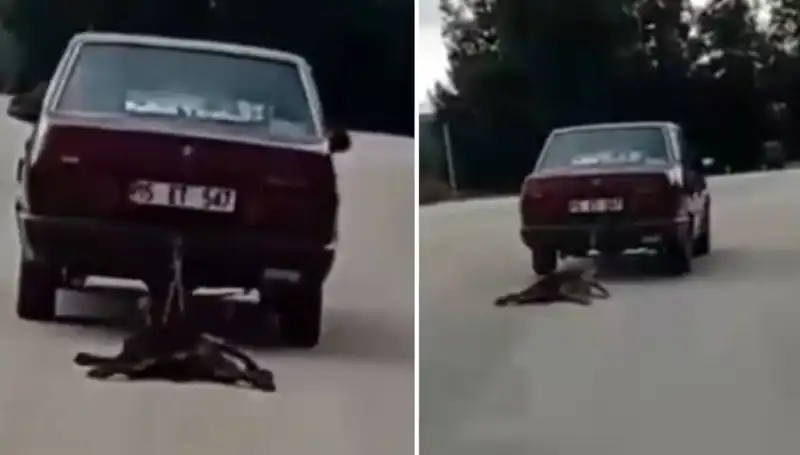 Otomobilin Arkasına Bağlanan Köpeği Sürükleyen Şok Edici Olay