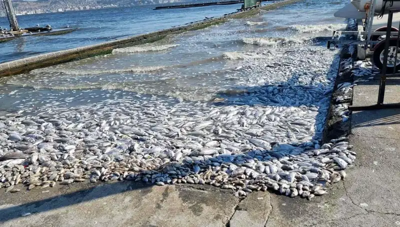 İzmir Körfezi’nde Temizlik Seferberliği: Geleceğe Umutla Bakıyoruz!