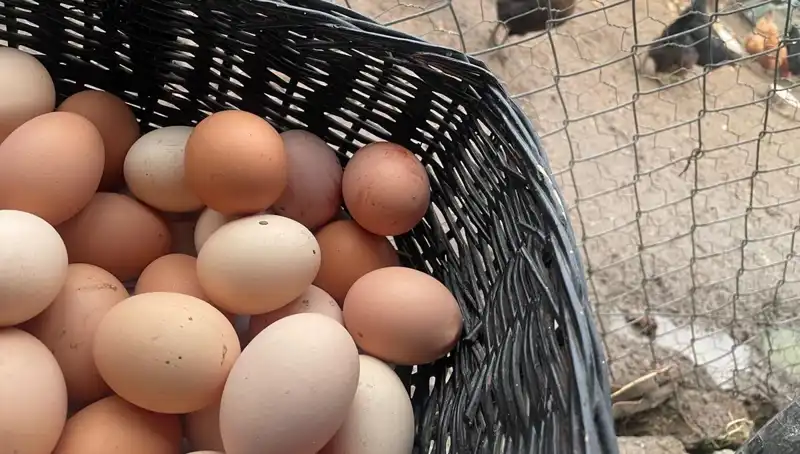 Okul Gıda Bütçelerini Rahatlatacak En Uygun Protein: Baklagiller