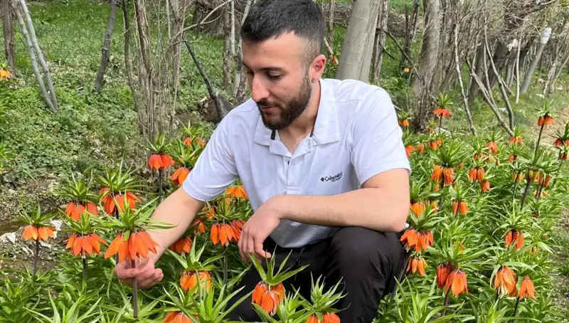 Ağlayan Gelin: 20 Günlük Ömrü ve Yüksek Cezasıyla Dikkat Çekiyor