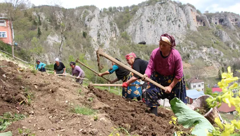 Zorlu Mesai Başladı: Çiftçilerin Zamanla Yarışı Sırtlarındaki Sepetlerle Başlıyor