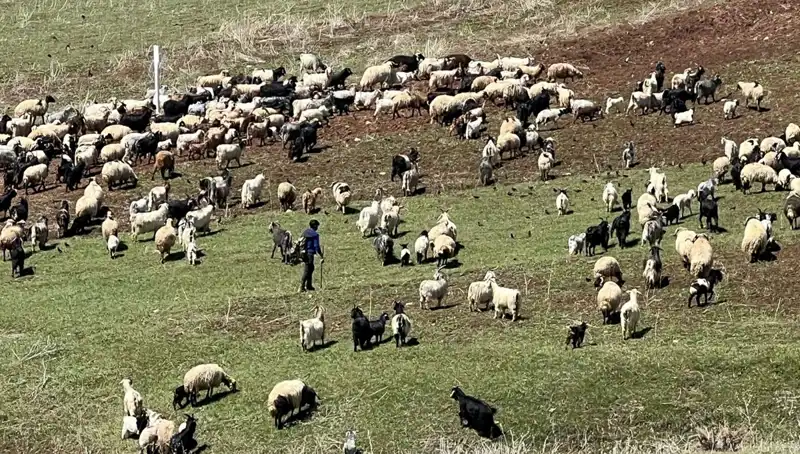 Çoban Krizi: 70 Bin Lira Maaşa Rağmen Çoban Bulamamanın Sebepleri Neler?