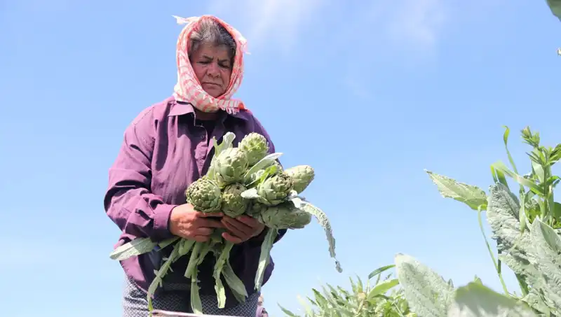 Tarladan Sofralara: 50 TL'ye Tezgahta Bekleyen Lezzetler