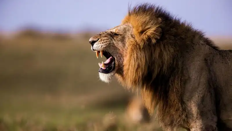14 Yaşındaki Kızın Aslan Saldırısında Hayatını Kaybetmesi: Trajik Olay