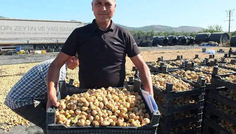 Balıkesir'de Yeni Hasat Dönemi: Ürünler Çin ve Rusya Pazarında!
