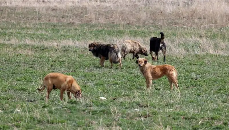 Ankara'da Sahipsiz Köpeklerle İlgili Şok Cezalar: 71 Bin Lira!