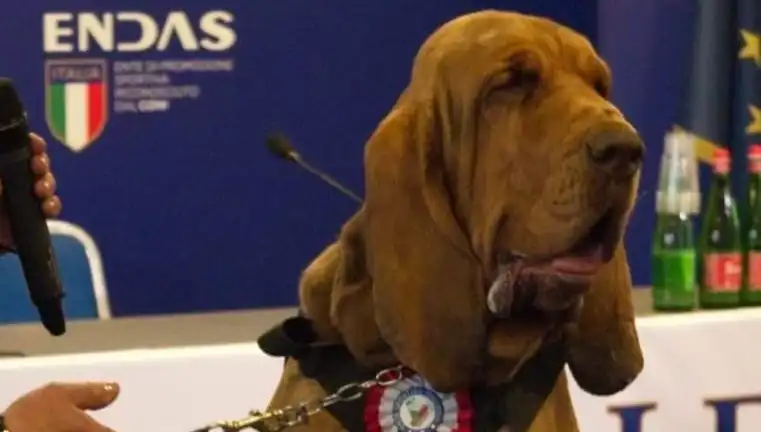 Arama Köpeği Suikastı: Çivili Sosisle Öldürülen Kahraman