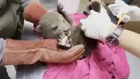 Karabük’te Yavru Bozayı Bulundu: Doğanın Sırları Arasında Bir Keşif