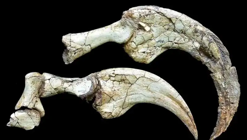 Gobi Çölü'nde Keşfedilen İki Parmaklı Dinozor Türü Bilim Dünyasını Şaşırttı