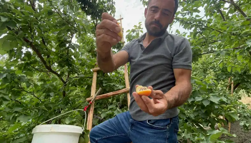 Uygun Fiyatı ile Dikkat Çeken Yeni Lezzet: 50-70 TL Arası Satışta!