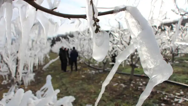 Soğuk Hava ile Mücadelede Başarı: Tomurcukların Yüzde 80'i Çiçek Açtı
