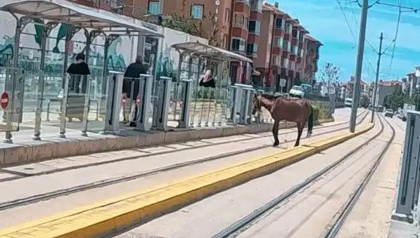 Eskişehir Tramvay Raylarında Başlıboş At Görüntüsü Şaşkınlık Yarattı