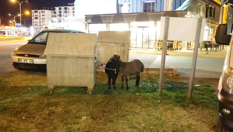 Yola Düşen "Mor Karaman" Koyunları: İhmal ve Yetersizlik Perdesi Aralanıyor