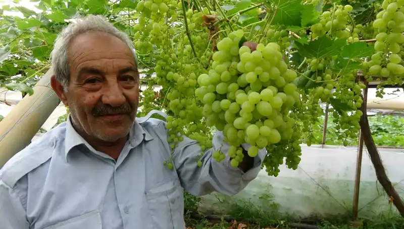 Zirai Don, Meyve Fiyatlarını Alt Üst Etti: İlk Ürünler 250 TL'den Satışta