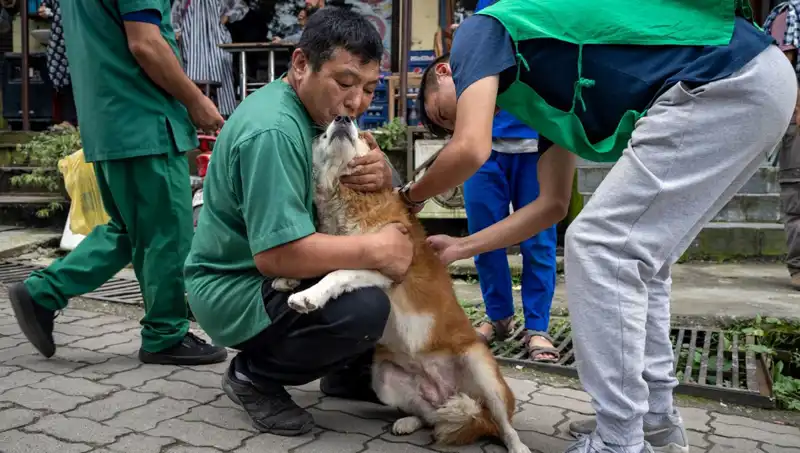 Filipinler'de Kuduz Alarmı: 2024’te 426 Ölüm Vakası Kaydedildi