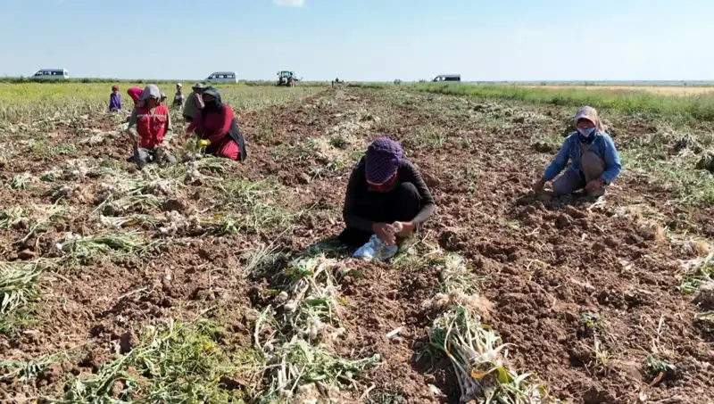 Antibiyotik Hasadı: Rusya, Almanya ve İspanya'da Yeni Dönem Başladı