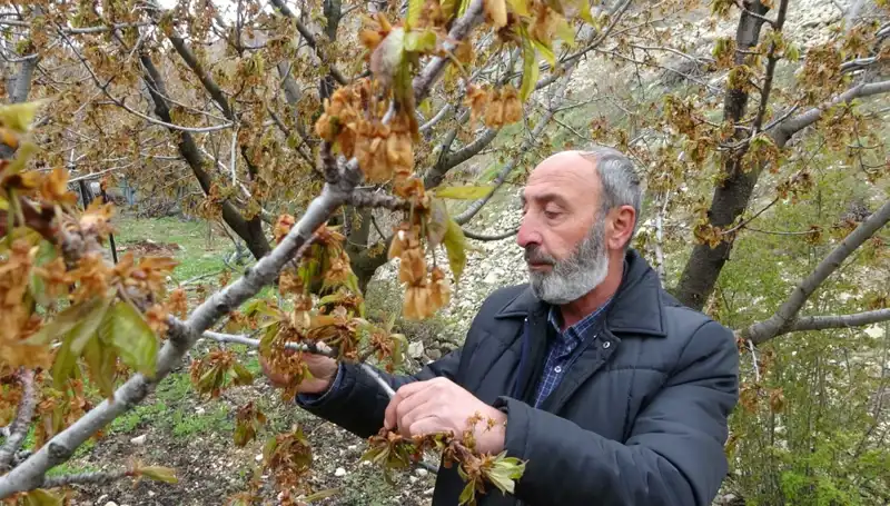 Zirai Don Çiftçileri Vurdu: Albastı Kirazında Büyük Kayıplar!