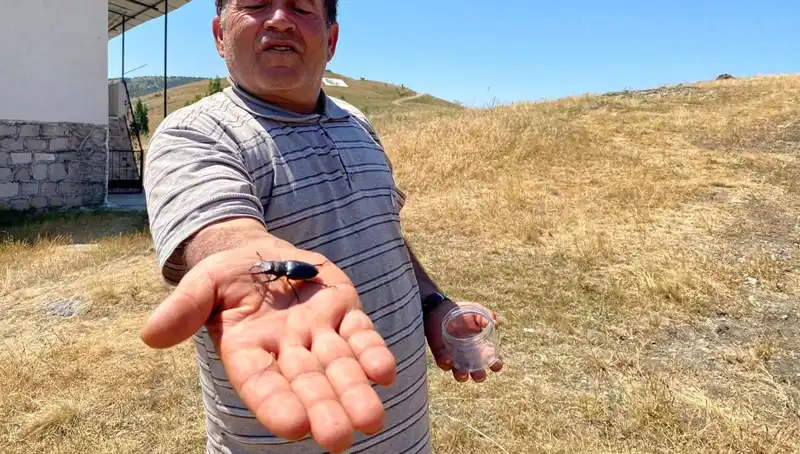 Sivas'ta Görülen Zararlı Böcek için 557 Bin TL Cezası Uygulanacak!
