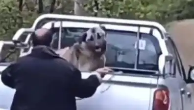 Trabzon'da Olay! Köpeği Halatla Dövenlerin Dehşet Verici İfadesi