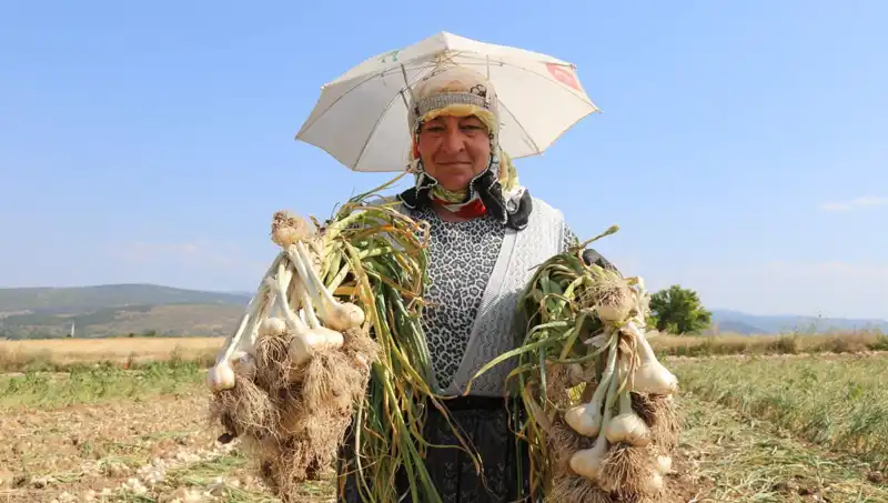 Kavurucu Sıcaklarda Günde Bin 200 TL Kazanan İşçiler!