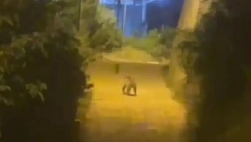 Gümüşhane Merkezine İnen Ayı, Şehirde Şok ve Merak Uyardı
