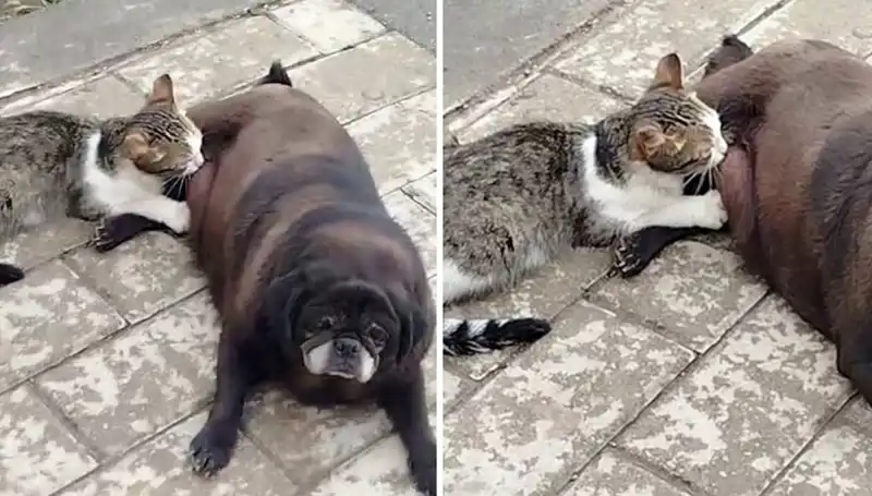 Erzurum Sokaklarında Görülen Unutulmaz An: Köpek ve Kedi Dostluğu