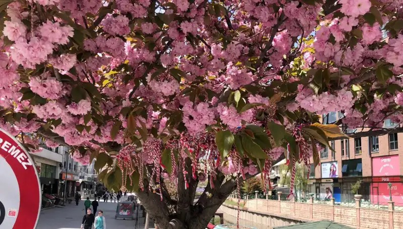 Süs Erik Ağaçlarına Martenitsa Geleneği: Neden Önemli?
