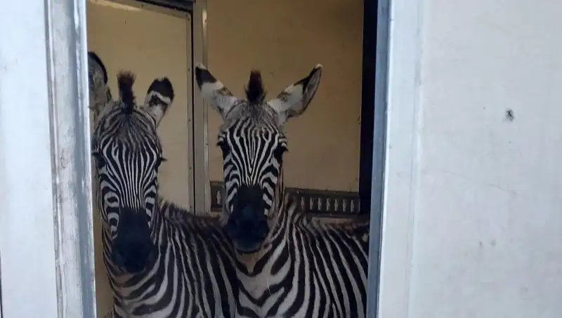 Sınırda Durdurulan Minibüsten Korkunç Hayvan Seferi: Zebra ve Maymunlar!