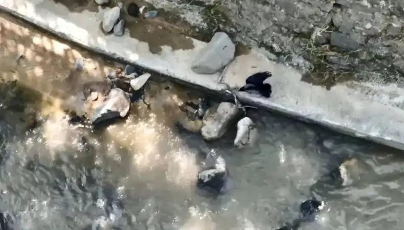 Karga, Yılanı Saldırarak Yakaladı! Doğa Hüzün ve Güzellikte Saklı