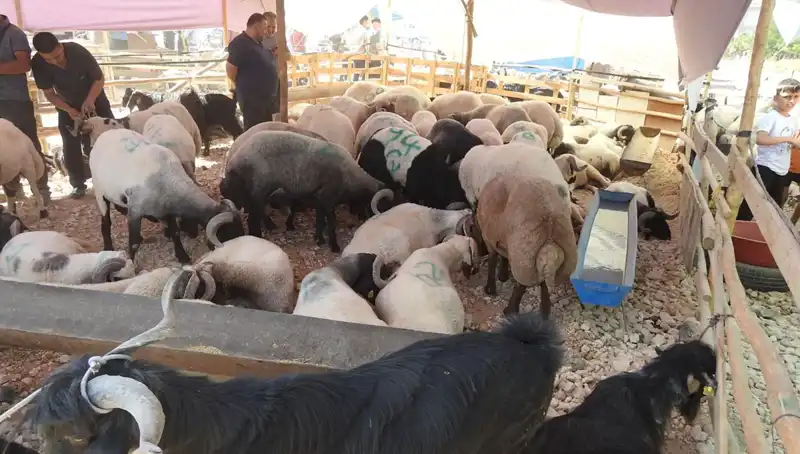 Kurban Bayramı’nın İlk Günü: Hayvan Pazarları Nasıl Bir Kalabalıkla Karşılaştı?